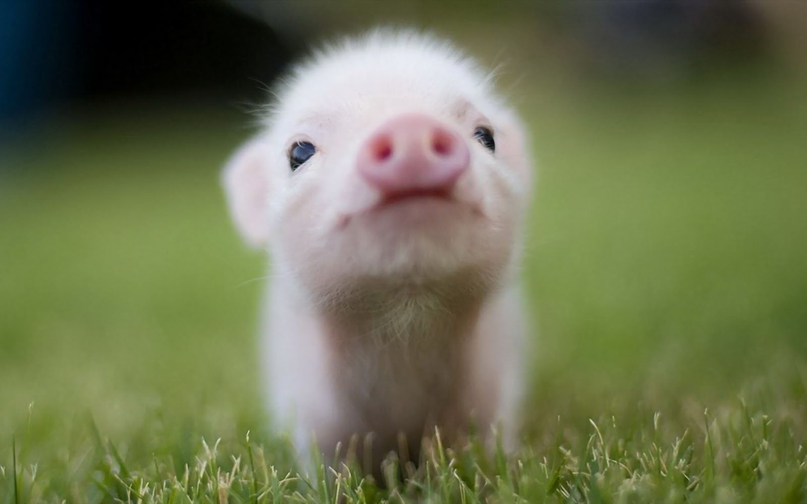 piggy